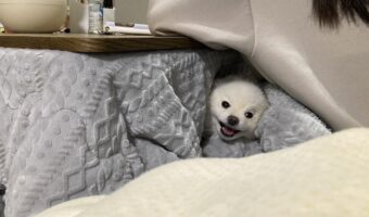 「おいぬさまのいるくらしは最高」ベストポジションを確保してご満悦なポメラニアンがかわいすぎる！