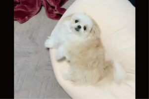 飼い主さんの帰宅にうれしさを隠せない！かわいすぎる愛犬のリアクションに「ぬいぐるみが動いてる」「全力で喜んでますね」