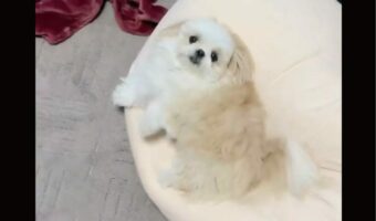 飼い主さんの帰宅にうれしさを隠せない!かわいすぎる愛犬のリアクションに「ぬいぐるみが動いてる」「全力で喜んでますね」