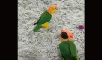 君たち本当にインコなの?ぴょんぴょん跳ねながら追いかけっこするその姿は・・、ウサギみたい!!