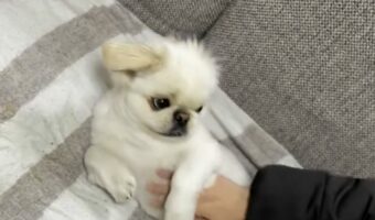 帰宅した飼い主さんにお腹ナデナデを要求するペキニーズがかわいすぎる!「甘えのプロ」「手をとめると催促するのがかしこい」