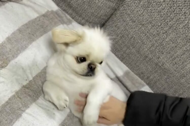 帰宅した飼い主さんにお腹ナデナデを要求するペキニーズがかわいすぎる！「甘えのプロ」「手をとめると催促するのがかしこい」