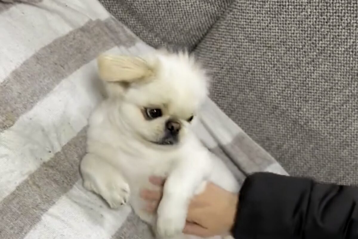 帰宅した飼い主さんにお腹ナデナデを要求するペキニーズがかわいすぎる!「甘えのプロ」「手をとめると催促するのがかしこい」