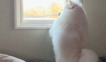 「手首までかわいいんだから、どうしようもない」外を眺めるポメラニアン。そのかわいさの虜になる人続出！！