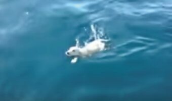 「えっ、海に犬！？ 」大海原を漂流するラブラドール、奇跡の救出劇