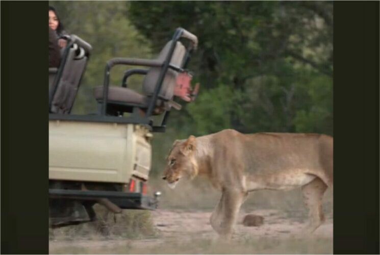 バッファローの群れに夢中なサファリツアー中の人々。その後ろから誰にも接近を気付かれずにライオンがやってきた！！【海外・動画】