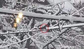 リスが雪かきしてくれている？雪の積もった電線をリスが走り回ると・・【海外・動画】