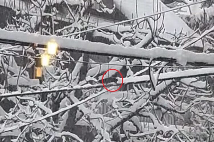 リスが雪かきしてくれている？雪の積もった電線をリスが走り回ると・・【海外・動画】