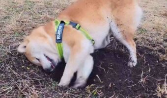 穴掘りに一生懸命な柴犬の姿がかわいくて笑える!「倍速じゃないですよね?」「揺れて耳がパタパタするのがさらにかわいい」