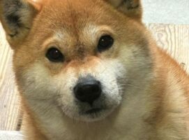 「女は前科65犯、執行猶予中の犯行だった」窃盗の容疑で緊急逮捕された柴犬に反響！