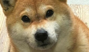 「女は前科65犯、執行猶予中の犯行だった」窃盗の容疑で緊急逮捕された柴犬に反響!