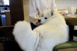 飼い主さんに甘えているところを撮影されて文句を言いに来たサモエド。その姿に「気づいたときの顔がなんとも言えない」「あぁ！って顔してる。」