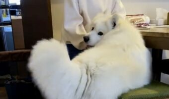 飼い主さんに甘えているところを撮影されて文句を言いに来たサモエド。その姿に「気づいたときの顔がなんとも言えない」「あぁ!って顔してる。」