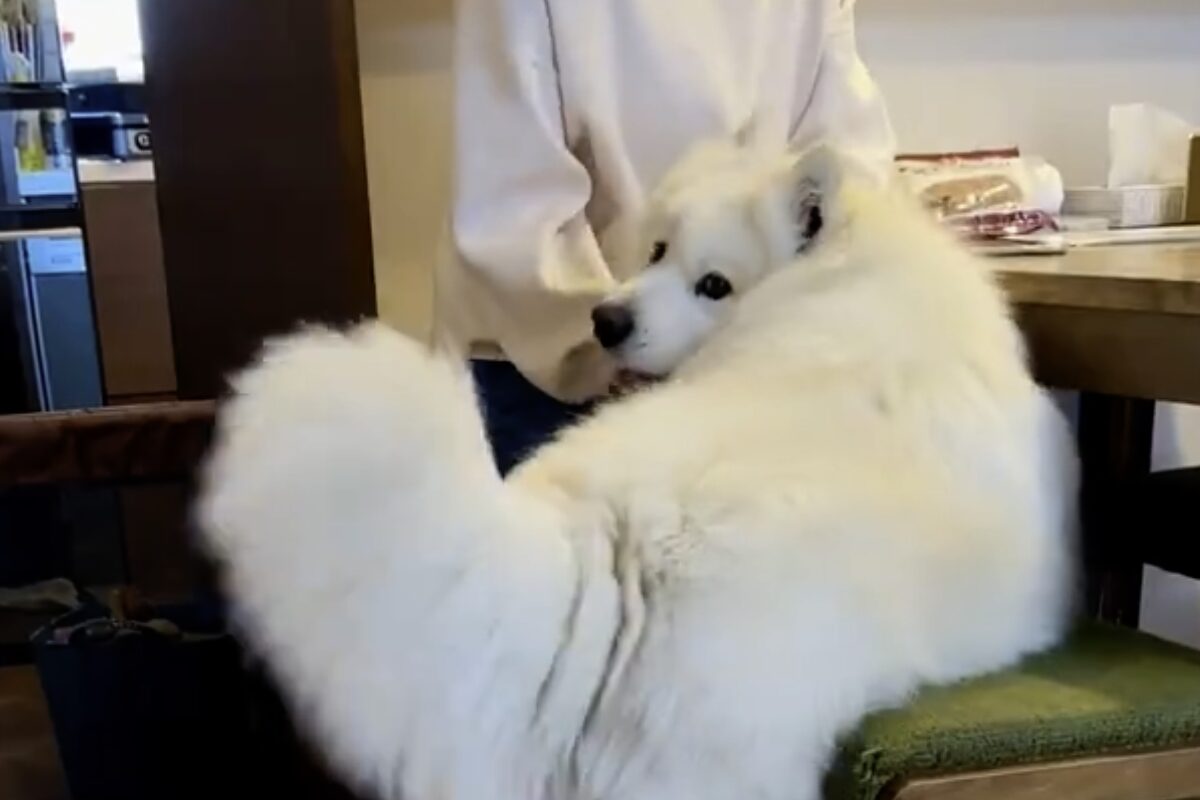飼い主さんに甘えているところを撮影されて文句を言いに来たサモエド。その姿に「気づいたときの顔がなんとも言えない」「あぁ!って顔してる。」