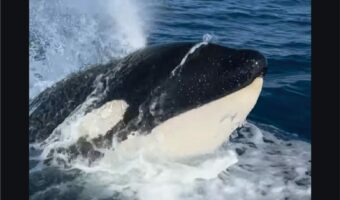 ホエールウォッチ中に訪れた幸運。ボートの後方から並走するようにやってきたのは、なんとシャチ!?【アメリカ・動画】