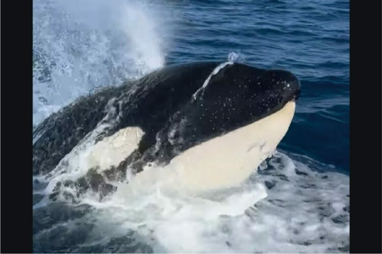 ホエールウォッチ中に訪れた幸運。ボートの後方から並走するようにやってきたのは、なんとシャチ！？【アメリカ・動画】