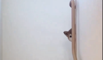 「イタズラしちゃった?」目が合った柴犬が明らかによそよそしい。どうやら、2階に来て欲しくないみたいだけど・・もしかして??