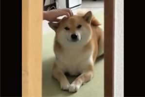 ナデナデされてうれしそうな柴犬がかわいいと話題に！「耳のゆらゆらがたまらない」「足と足の間がハートマーク」