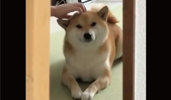 ナデナデされてうれしそうな柴犬がかわいいと話題に!「耳のゆらゆらがたまらない」「足と足の間がハートマーク」