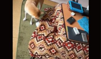 もうシベリアには帰れない!?頭からこたつに入っているハスキー犬の姿に「野生失ってる」「こたつの魔力からは逃れられない」