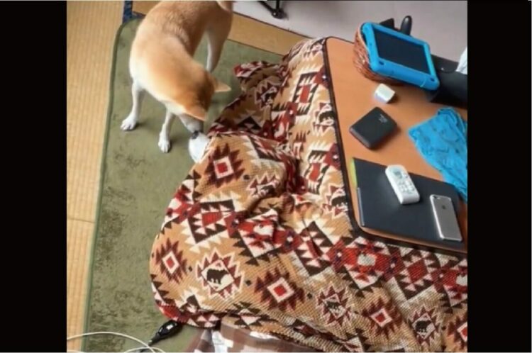 もうシベリアには帰れない！？頭からこたつに入っているハスキー犬の姿に「野生失ってる」「こたつの魔力からは逃れられない」