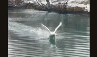 泳ごうとした男性に迫る影!撮影者さん達に迫ってきたのは・・縄張りを主張する白鳥!!