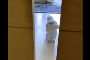 「家のドアにスリットがあって本当によかった」しっぽを振って喜んでお出迎えてしてくれるシーズーがかわいすぎ！