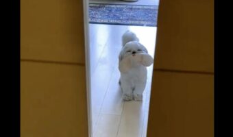「家のドアにスリットがあって本当によかった」しっぽを振って喜んでお出迎えてしてくれるシーズーがかわいすぎ!