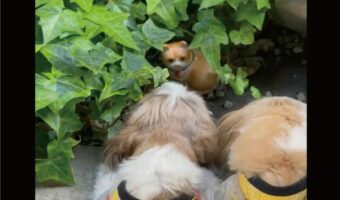 「毎日、何度も人形だと言っても信じてもらえない」猫の置物に目が釘付けのシーズーたちがかわいすぎる!