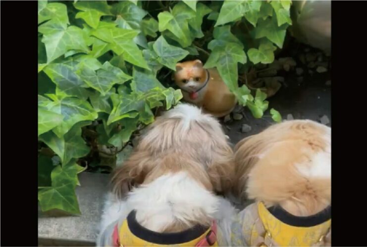 「毎日、何度も人形だと言っても信じてもらえない」猫の置物に目が釘付けのシーズーたちがかわいすぎる！