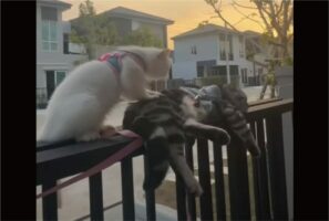 狭い門の上でふみふみ・・。白猫がお友達をマッサージ中！！【海外・動画】