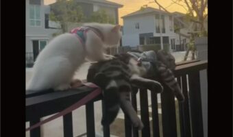 狭い門の上でふみふみ・・。白猫がお友達をマッサージ中！！【海外・動画】