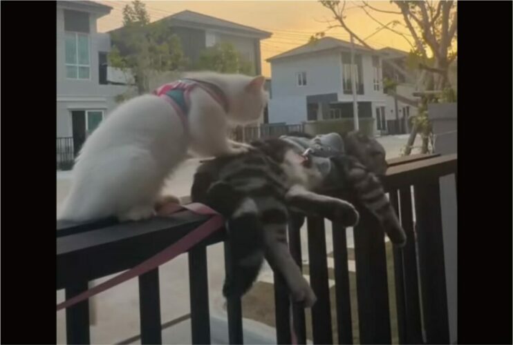 狭い門の上でふみふみ・・。白猫がお友達をマッサージ中！！【海外・動画】