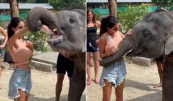 赤ちゃんゾウのお礼！？ミルクを飲ませてくれた女性を長い鼻で優しくハグ！【海外・動画】