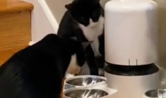猫はスーパーハッカー?自動給餌器で遊んでいると思ったら・・決定的瞬間を捉えた!!【アメリカ・動画】