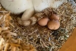 もうひとりのお母さん？ニワトリの卵を温めるように寄り添っていたのは、メンドリではなく・・【海外・動画】