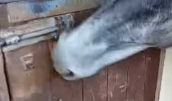 器用に馬房の開錠を試みる馬。実は「あるもの」を狙った犯行でした！【海外・動画】