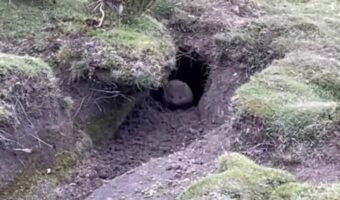 巣穴から出てきて冒険を始めた『ある動物』の赤ちゃん!つぶらな瞳とまんまるボディがかわいすぎ!!