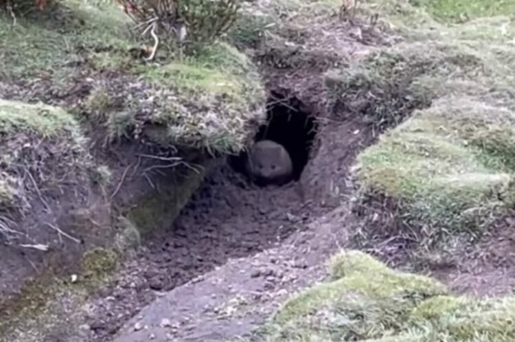 巣穴から出てきて冒険を始めた『ある動物』の赤ちゃん！つぶらな瞳とまんまるボディがかわいすぎ！！