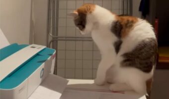 プリンターと連動してる！？印刷音に合わせて体が動いている猫がカワイイ！！【海外・動画】
