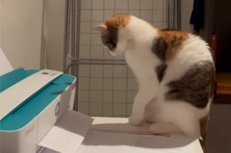プリンターと連動してる！？印刷音に合わせて体が動いている猫がカワイイ！！【海外・動画】