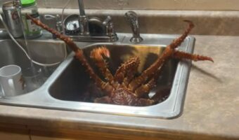 シンクの中に巨大なカニが!ジタバタしているその独特な動きに「エイリアン」「突然変異した蜘蛛」の声!【アメリカ・動画】