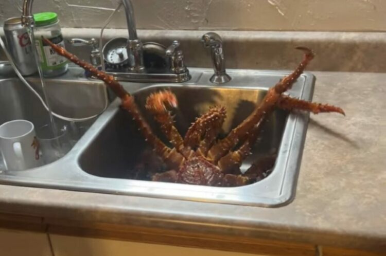 シンクの中に巨大なカニが！ジタバタしているその独特な動きに「エイリアン」「突然変異した蜘蛛」の声！【アメリカ・動画】