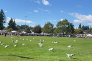 一斉に走り始めた犬たち。ドッグレースの参加者は・・みんなジャックラッセル！？【海外・動画】