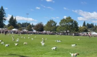 一斉に走り始めた犬たち。ドッグレースの参加者は・・みんなジャックラッセル!?【海外・動画】