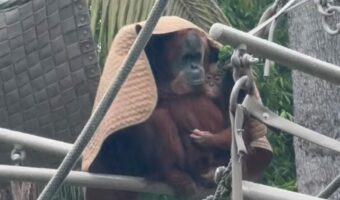 オランウータンの生きる知恵。ブランケットにくるまり雨風をしのぐ親子の姿に「賢くて美しい生き物」「天才」の声【アメリカ・動画】