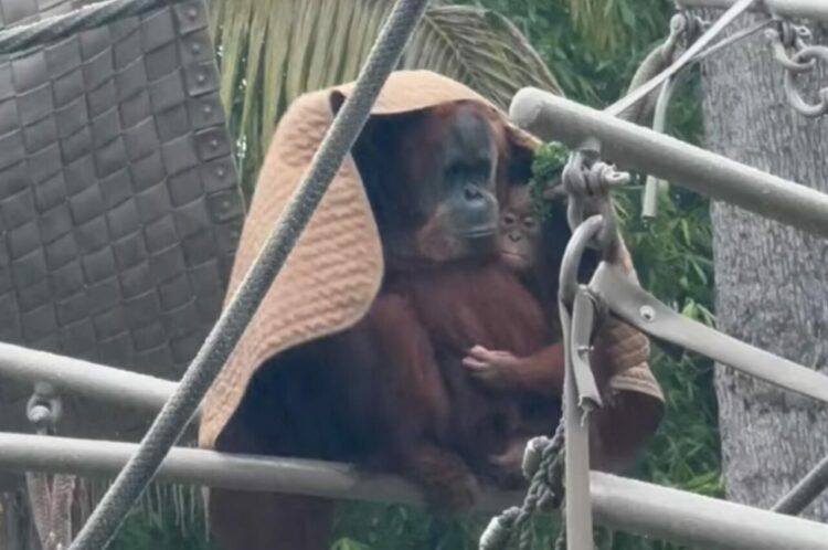オランウータンの生きる知恵。ブランケットにくるまり雨風をしのぐ親子の姿に「賢くて美しい生き物」「天才」の声【アメリカ・動画】