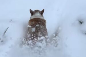 飼い主さんのかまってアピールにイラっ？雪道を進むコーギーに背後から雪をかけた結果・・【アメリカ・動画】