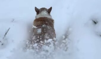 飼い主さんのかまってアピールにイラっ?雪道を進むコーギーに背後から雪をかけた結果・・【アメリカ・動画】