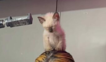 ウトウト居眠りする子猫。この子が心地よさそうに座っている場所にビックリ!!【海外・動画】